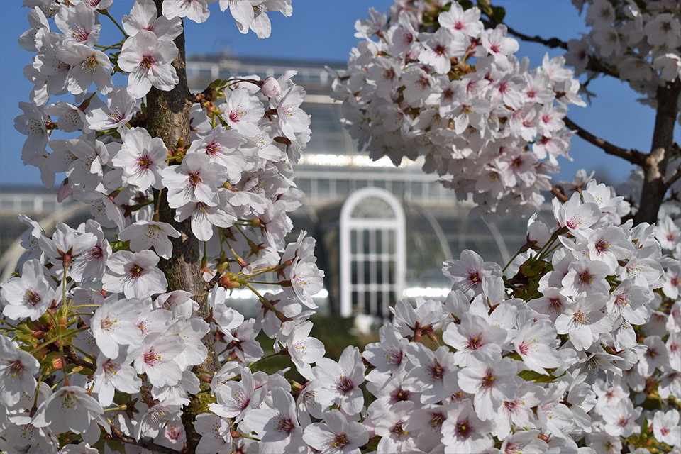 A tree blossoming outside a large white greenhouse in Kew Gardens